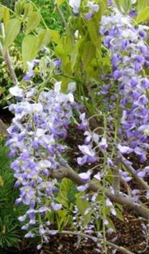 Afbeelding bij Blauwe regen - Wisteria flor. 'Issai Naga'