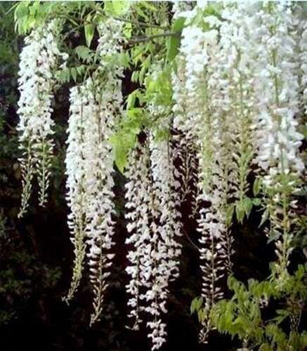 Afbeelding bij Blauwe regen - Wisteria flor. &#039;Longissima Alba&#039;