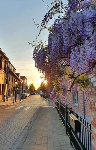 Afbeelding bij Blauwe regen - Wisteria sinensis