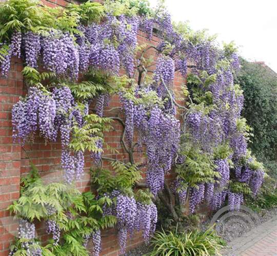 Afbeelding bij Blauwe regen - Wisteria sinensis 'Black Dragon'