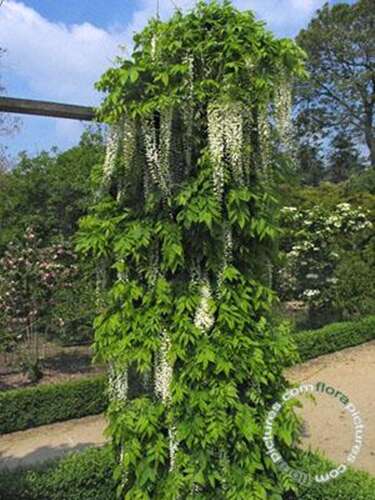 Afbeelding bij Blauwe regen - Wit - Wisteria flor. 'Alba'