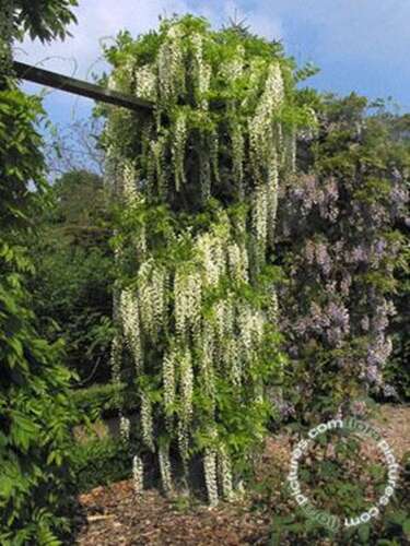 Afbeelding bij Blauwe regen - wit - Wisteria sinensis 'Alba'