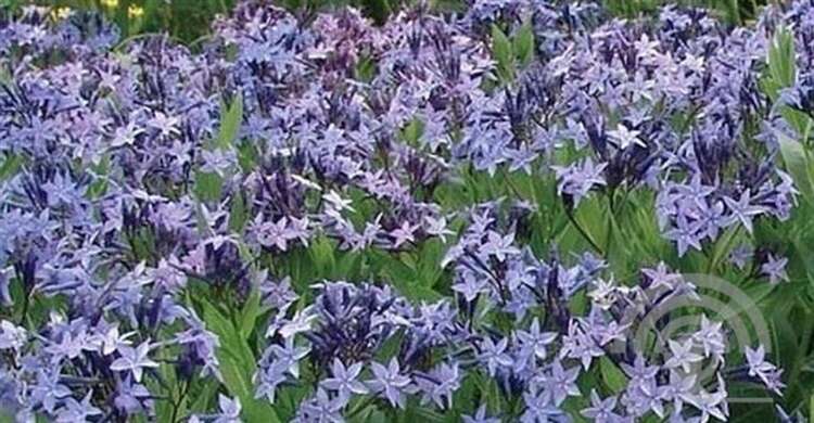 Afbeelding bij Blauwe Ster (Amsonia) &#039;Blue Ice&#039;