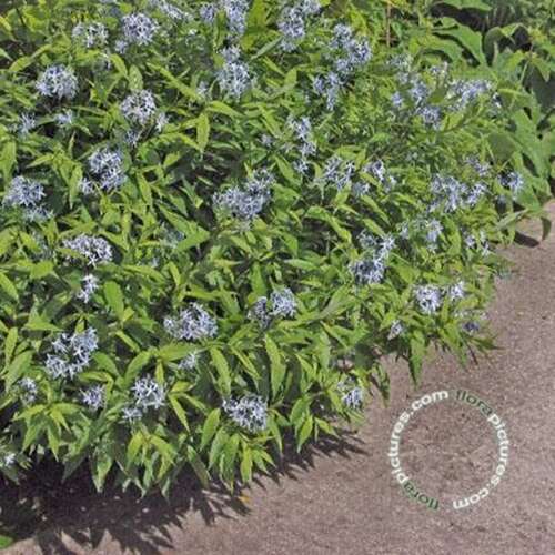 Afbeelding bij Blauwe ster - Amsonia Ciliata