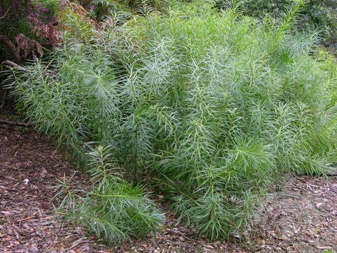 Afbeelding bij Blauwe ster (Amsonia Hubrechtii)