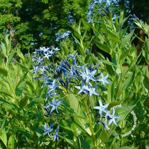 Afbeelding bij Blauwe ster (Amsonia Orientalis)