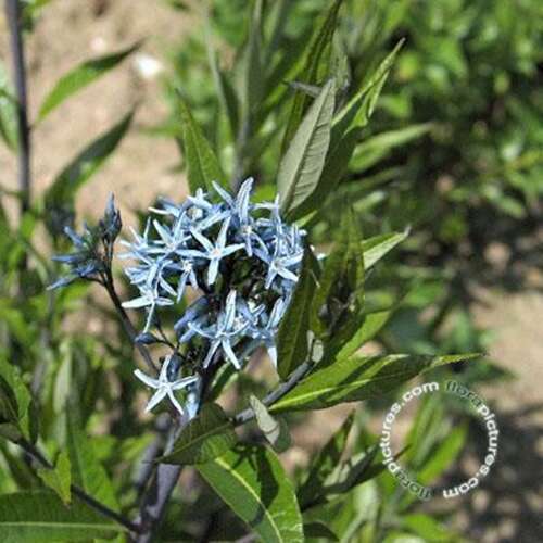Afbeelding bij Blauwe ster (Amsonia Tabernaemontana) 'Salicifolia'