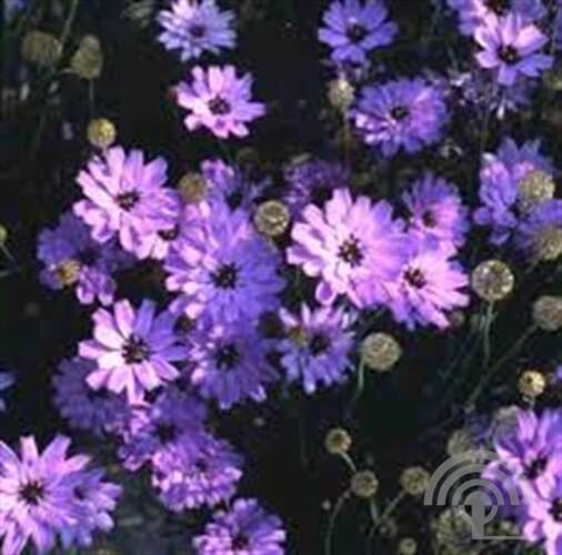 Afbeelding bij Blauwe strobloem - Catananche caerulea &#039;Major&#039; 