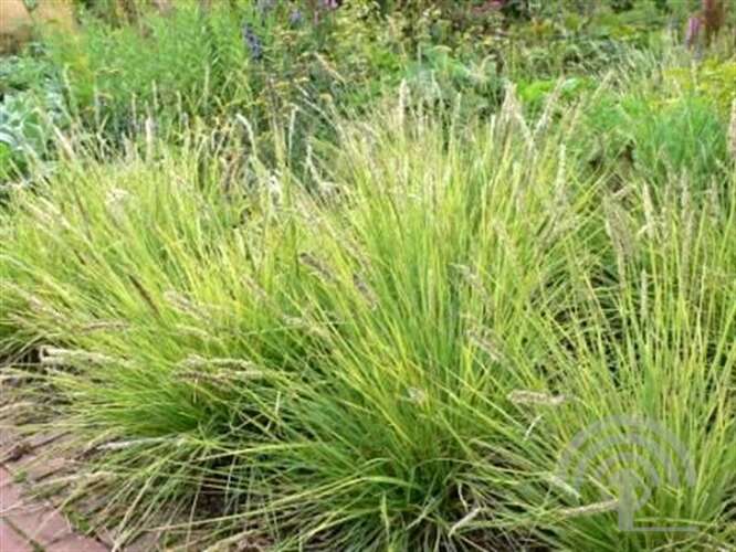 Afbeelding bij Blauwgras - Sesleria autumnalis 