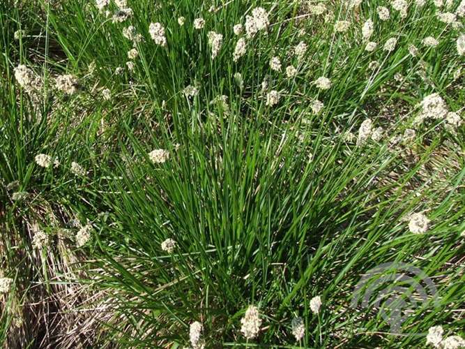 Afbeelding bij Blauwgras - Sesleria heufleriana