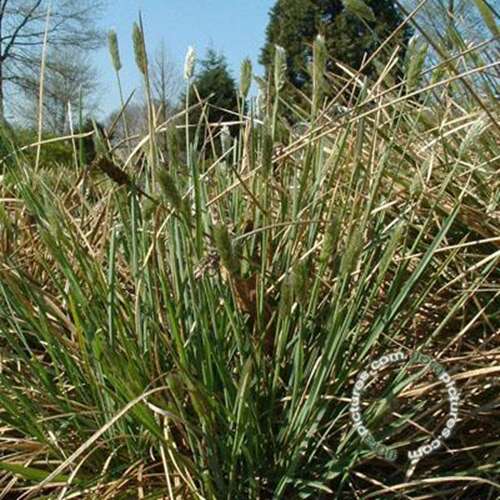 Afbeelding bij Blauwgras - Sesleria nitida