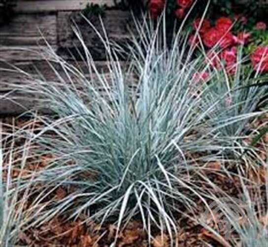 Afbeelding bij Blauwgras - Zandhaver - Elymus magellanicus