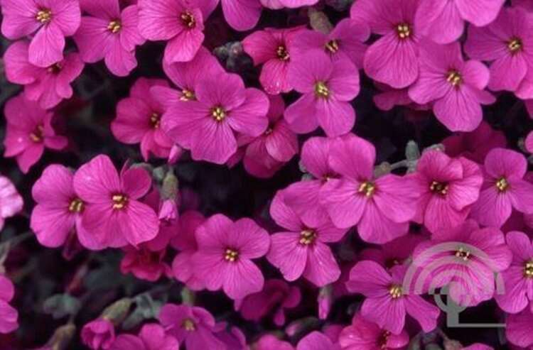 Afbeelding bij  Blauwkussen - Aubrieta 'Bressingham Red'