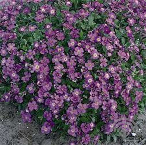 Afbeelding bij Blauwkussen - Aubrieta &#039;Cascade Purple&#039;