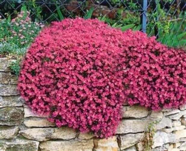 Afbeelding bij Blauwkussen - Aubrieta 'Cascade Red'