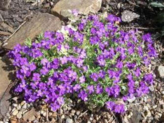 Afbeelding bij Blauwkussen - Aubrieta 'Dr Mules'