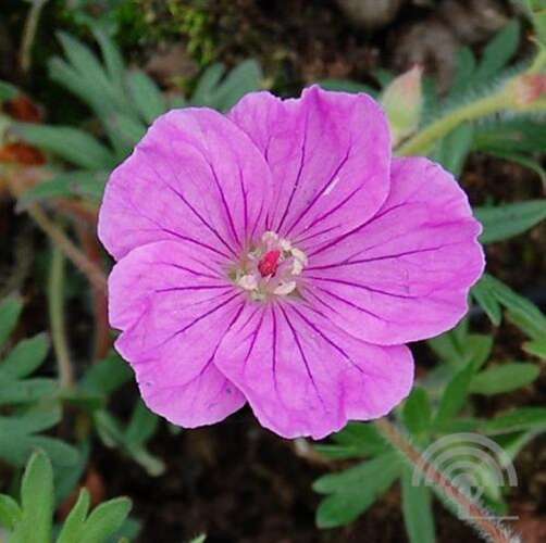 Afbeelding bij Bloedooievaarsbek - Geranium sang. &#039;Ankum&#039;s Pride&#039; 