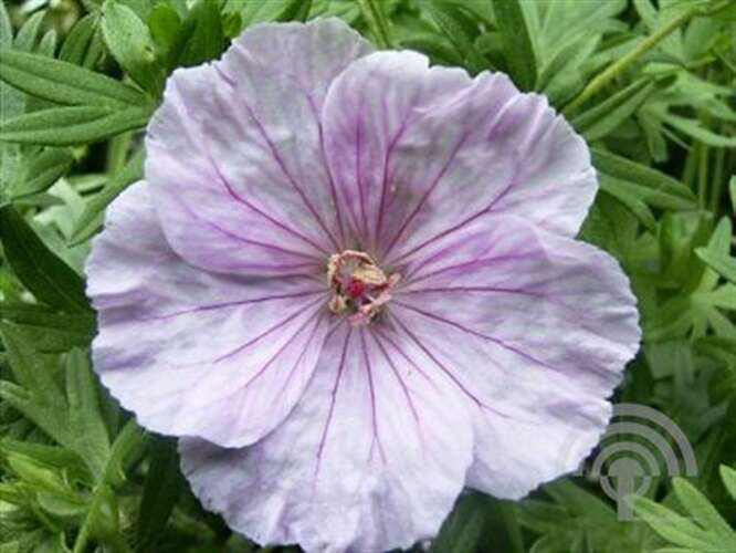 Afbeelding bij Bloedooievaarsbek - Geranium sang. &#039;Apfelblüte&#039; 