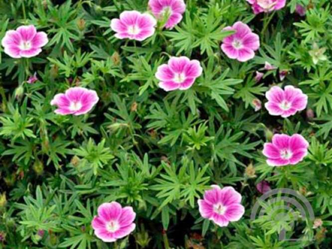 Afbeelding bij Bloedooievaarsbek - Geranium sang. &#039;Elke&#039;