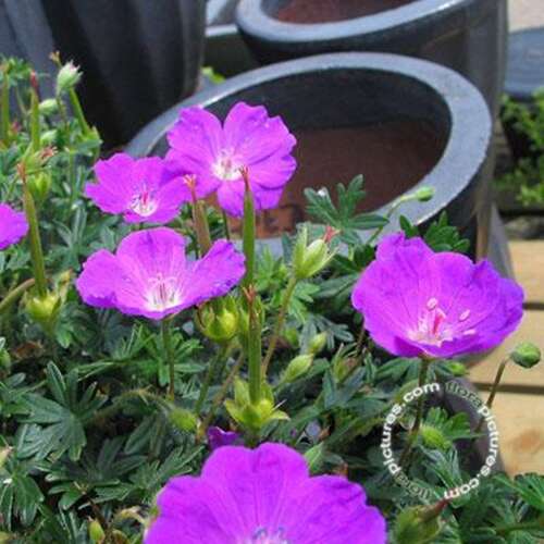 Afbeelding bij Bloedooievaarsbek - Geranium sang. 'Max Frei'