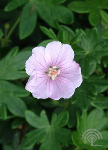 Afbeelding bij Bloedooievaarsbek - Geranium sang. &#039;Striatum&#039; 