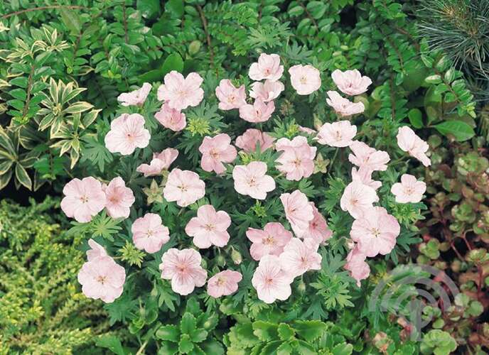 Afbeelding bij Bloedooievaarsbek - Geranium sang. &#039;Vision Pink&#039; 
