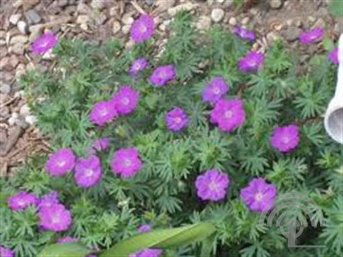 Afbeelding bij Bloedooievaarsbek - Geranium sang. &#039;Vision Violet&#039; 