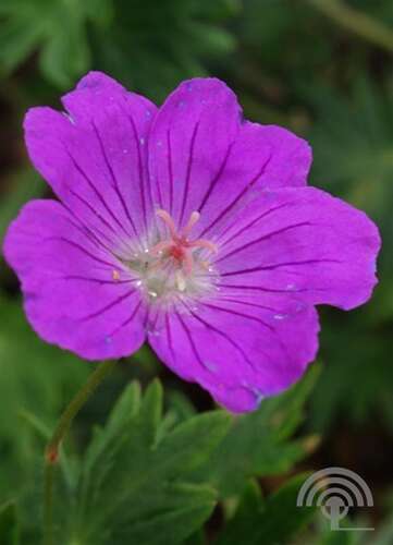 Afbeelding bij Bloedooievaarsbek - Geranium sanguineum 