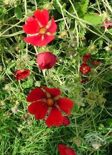 Afbeelding bij Bloedrode ganzerik - Potentilla atrosanguinea 