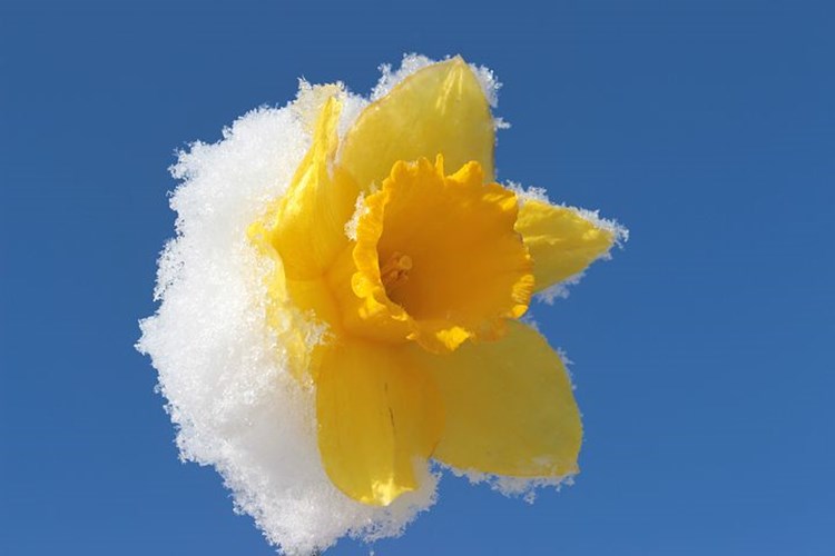 Bloeiende narcissen in de sneeuw