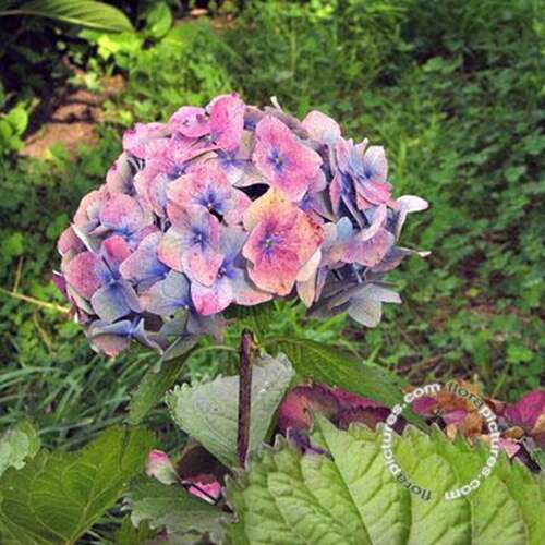 Afbeelding bij Boerenhortensia - bolvormig - Hydrangea macr. 'Admiration'