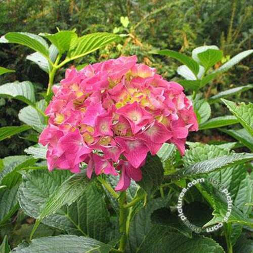 Afbeelding bij Boerenhortensia - bolvormig - Hydrangea macr. &#039;Alpenglühen&#039;