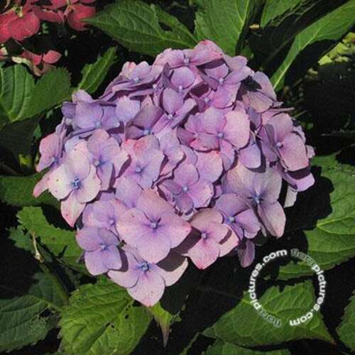 Afbeelding bij Boerenhortensia - bolvormig - Hydrangea macr. &#039;Altona&#039;