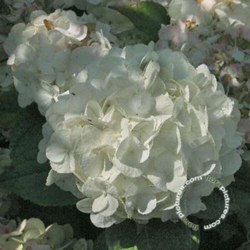 Afbeelding bij Boerenhortensia - bolvormig -  Hydrangea macr. &#039;Ave Maria&#039; 