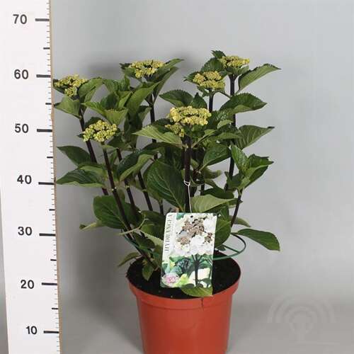 Afbeelding bij Boerenhortensia - bolvormig - Hydrangea macr. &#039;Black Steel&#039; 