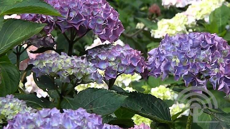 Afbeelding bij Boerenhortensia - bolvormig - Hydrangea macr. &#039;Blauer Zwerg&#039; 