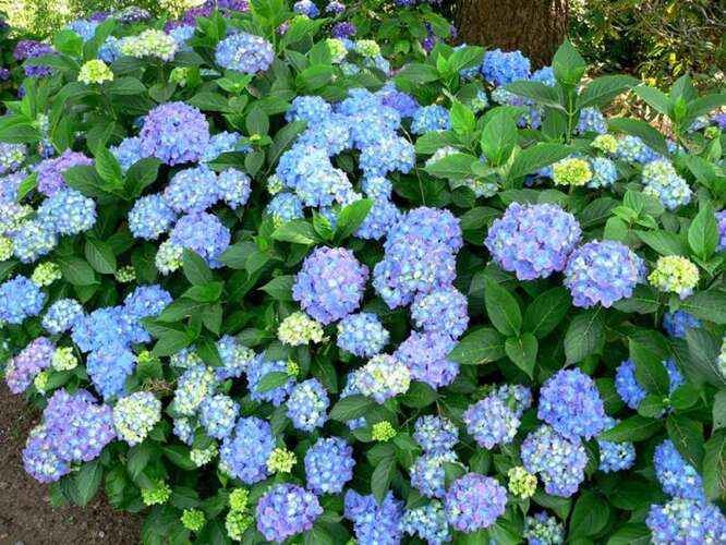 Afbeelding bij Boerenhortensia - bolvormig - Hydrangea macr. 'Blauw'