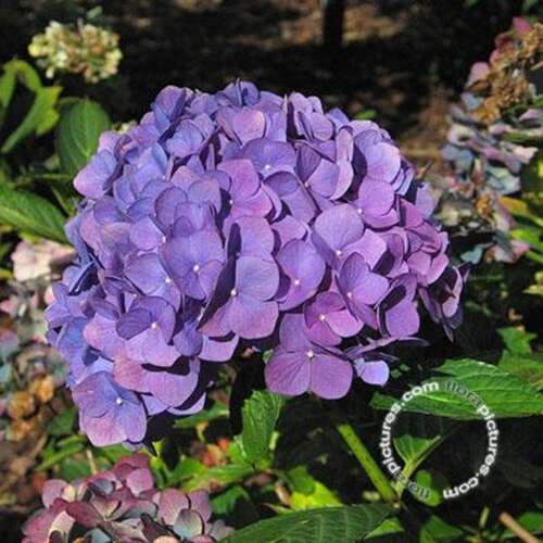 Afbeelding bij Boerenhortensia - bolvormig - Hydrangea macr. 'Bodensee'