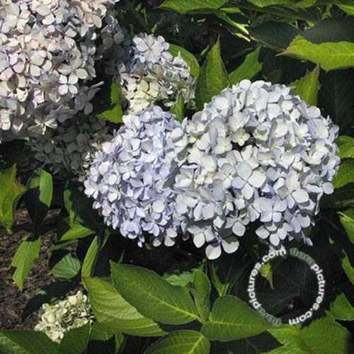 Afbeelding bij Boerenhortensia - bolvormig - Hydrangea macr. &#039;Bouquet Rose&#039; 