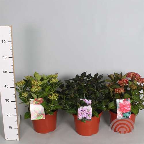 Afbeelding bij Boerenhortensia – bolvormig - Hydrangea macr. &#039;Classic Selma&#039; 