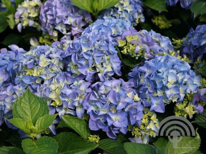 Afbeelding bij  Boerenhortensia – bolvormig - Hydrangea macr. 'Early Blue'