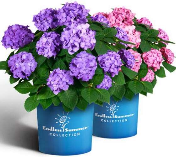 Afbeelding bij Boerenhortensia - bolvormig - Hydrangea macr. Endless Summer ® &#039;Bloomstar&#039;