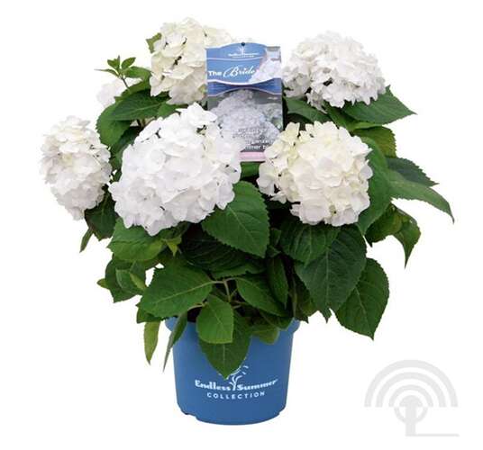 Afbeelding bij Boerenhortensia - bolvormig - Hydrangea macr. Endless Summer ® &#039;The Bride&#039;