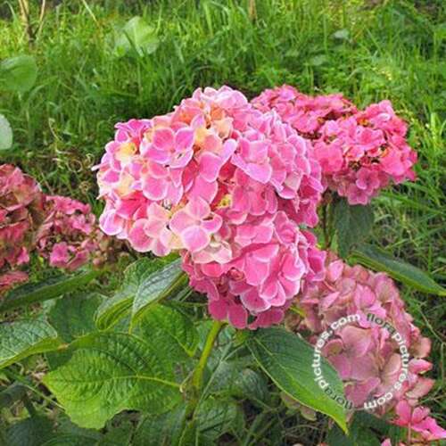 Afbeelding bij Boerenhortensia – bolvormig - Hydrangea macr. 'Frau Yoshimi' 