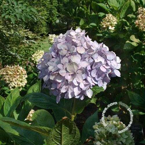 Afbeelding bij Boerenhortensia – bolvormig - Hydrangea macr. 'G. Vic.de Vibraye'
