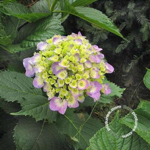 Afbeelding bij Boerenhortensia – bolvormig - Hydrangea macr. 'Gertrud Glahn' 