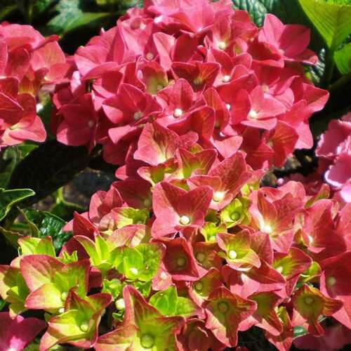 Afbeelding bij Boerenhortensia - bolvormig - Hydrangea macr. &#039;Green Shadow&#039; ® 