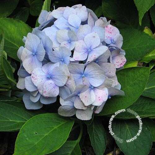 Afbeelding bij Boerenhortensia – bolvormig - Hydrangea macr. 'Holstein'