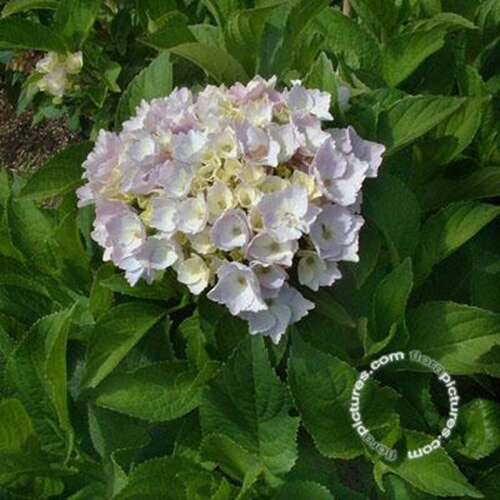 Afbeelding bij Boerenhortensia – bolvormig - Hydrangea macr. 'Homigo'