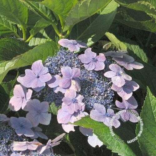 Afbeelding bij Boerenhortensia – bolvormig - Hydrangea macr. &#039;Hort. H. Witte&#039; 